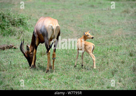 Topi (Damaliscus pygarus pygarus) femelle et veau, Masai Mara National Reserve, Kenya, Afrique. Banque D'Images