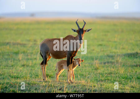 Topi (Damaliscus pygarus pygarus) femelle et veau, Masai Mara National Reserve, Kenya, Afrique. Banque D'Images