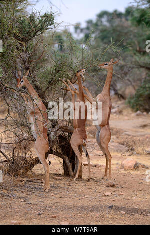 Gerenuk (Litocranius walleri) groupe avec hommes et les femmes debout sur ses pattes de la navigation sur les arbres d'acacia, la réserve nationale de Samburu, Kenya, Afrique. Banque D'Images