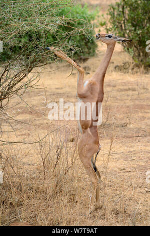 Gerenuk (Litocranius walleri) debout sur ses pattes de la navigation sur les arbres d'acacia, la réserve nationale de Samburu, Kenya, Afrique. Banque D'Images