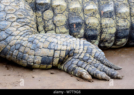 Close-up de crocodiles du Nil&# 39;s (Crocodylus niloticus) pied. Rivière Mara. Le Masai Mara National Reserve, Kenya, Afrique. Banque D'Images