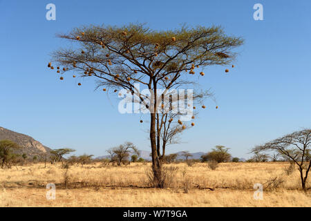 Weaver (oiseau) niche dans des Ploceidae Umbrella Thorn acacia (acacia tortillis parapluie) Réserve nationale de Samburu, Kenya, Afrique. Banque D'Images