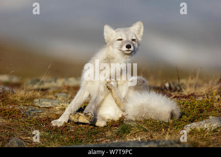 Le renard arctique (Alopex / Vulpes lagopus) assis et de l'éraflure, durant la mue d'été à fourrure gris blanc d'hiver. Le Parc National de Dovrefjell, Norvège, septembre. Banque D'Images