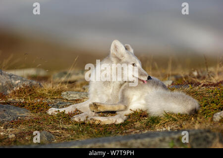 Le renard arctique (Alopex / Vulpes lagopus) assis, le léchage coat/nettoyage, durant la mue d'été à fourrure gris blanc d'hiver. Le Parc National de Dovrefjell, Norvège, septembre. Banque D'Images