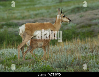 L'Antilope d'Amérique (Antilocapra americana) doe fawn avec après la pluie, Custer State Park, South Dakota, USA, juillet. Banque D'Images