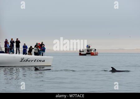 Les gens qui regardent les grands dauphins (Tursiops truncatus) du voile à la Lagune de Walvis Bay, en Namibie, en septembre 2013. Banque D'Images