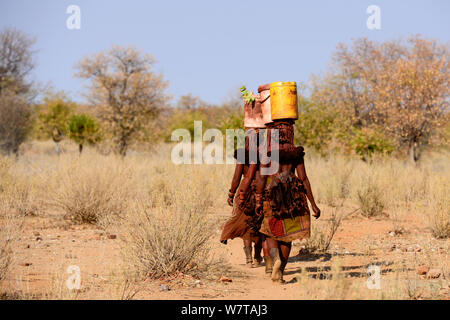 Les femmes himbas transportant des marchandises sur leur tête. Kaokoland, Namibie, septembre 2013. Banque D'Images