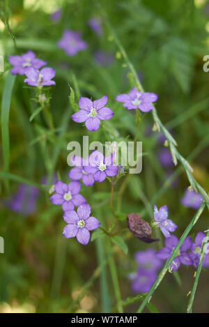 Fleurs violettes de Legousia speculum veneris plant Banque D'Images