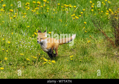 American red fox (Vulpes vulpes fulva) cub en prairie de pissenlits. Parc National de Grand Teton, Wyoming, USA, mai. Banque D'Images