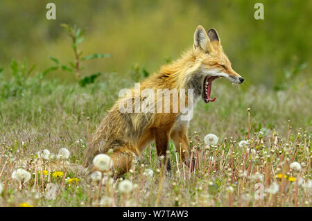 American red fox (Vulpes vulpes fulva) Le bâillement. Parc National de Grand Teton, Wyoming, USA, mai. Banque D'Images