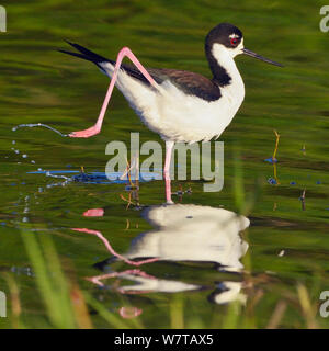 Échasse d'Amérique (Himantopus mexicanus) pataugeant dans l'eau, Myakka River State Park, Florida, USA, mars. Banque D'Images