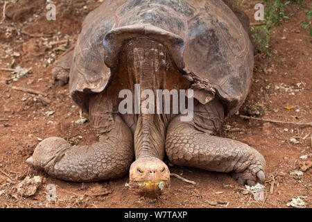 Iant Galapagos tortoise (Chelonoidis nigra) captifs à Centre de recherche Charles Darwin, des îles Galapagos, Banque D'Images