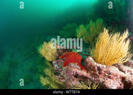 Coussin Panamic étoile de mer (Pentaceraster cumingi) sur la structure du récif. Îles Galapagos. Banque D'Images