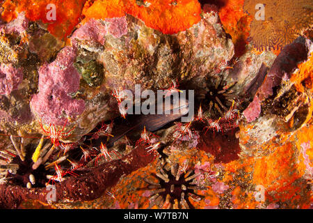 La murène Gymnothorax (prasinus) avec le Rock de crevettes (Lysmata sp) dans les oursins et rochers incrustés d'éponge. Îles Galapagos. Banque D'Images