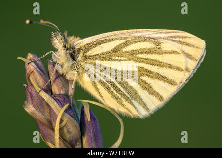 Papillon blanc veiné de vert (Pieris napi) / Artogeia reposant sur les Bluebell (Hyacinthoides non-scripta) fleur, Cornwall, UK, mai. Banque D'Images