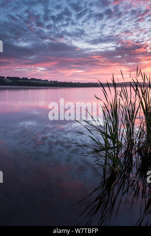 La silhouette de roseaux et reflets dans le lac Tamar inférieur au lever du soleil, Cornwall, Royaume-Uni, août 2013. Banque D'Images