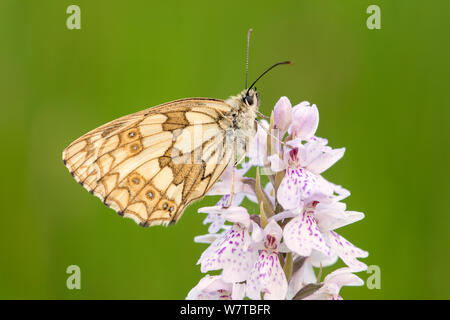 Papillon blanc marbré (Melanargia galathea) reposant sur Heath spotted orchid (Dactylorhiza maculata) fleur, Dunsdon, Devon, UK, juillet. Banque D'Images