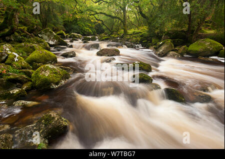 Plym rivière qui coule à travers la forêt, Shaugh avant, près de Plymouth, Dartmoor National Park, Devon, Royaume-Uni, septembre 2011. Banque D'Images