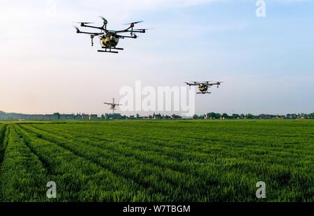 Drones, ou UAV (unmanned aerial vehicles), effectuer les opérations de pulvérisation sur un champ de blé en ville Daduo, Xinghua ville, de Jiangsu est provinc Banque D'Images