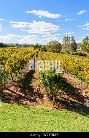 Vignes d'automne à Sittella Winery dans la Swan Valley wine region of Western Australia, Australie Banque D'Images