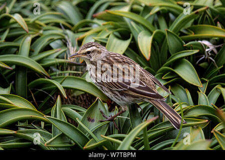 La NOUVELLE ZELANDE Sprague (Anthus novaeseelandiae aucklandica) se nourrissent dans les mégaherbes fellfield Bulbinella Rossi. Enderby Island, Auckland, Nouvelle-Zélande Groupe, Subantarctique endémique. Banque D'Images