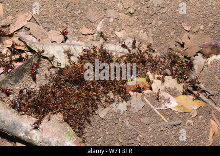 Les fourmis du pilote (Dorylus sp.) former des ponts pour traverser la forêt tropicale de l'écart des marbre, la réserve forestière de Budongo, en Ouganda. Banque D'Images