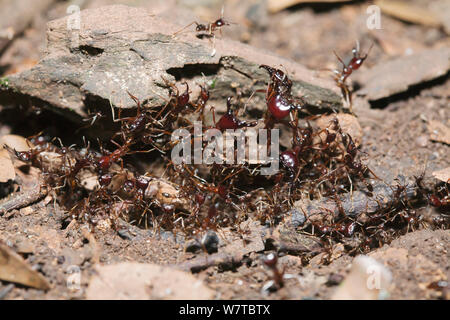 Les fourmis du pilote (Dorylus sp.) former des ponts pour traverser la forêt tropicale de l'écart des marbre, la réserve forestière de Budongo, en Ouganda. Banque D'Images