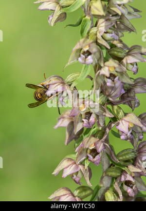 Guêpe (Vespula sp) pollinisent Feuillus Helleborine Epipactis hellebore) ORCHIDÉE (Surrey, Angleterre, Royaume-Uni, août. Banque D'Images