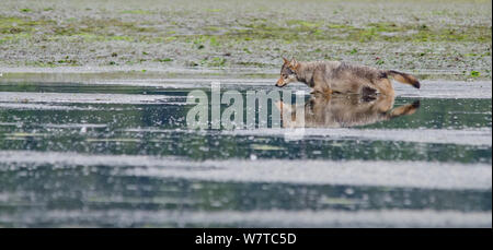 L'île de Vancouver, le loup gris (Canis lupus crassodon) femelle alpha natation à travers l'estuaire, l'île de Vancouver, Colombie-Britannique, Canada, août. Banque D'Images