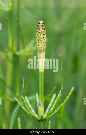 La prêle des marais (Equisetum palustre) de frondes fertiles avec cône. Le Derbyshire, Angleterre, Royaume-Uni, juillet. Banque D'Images