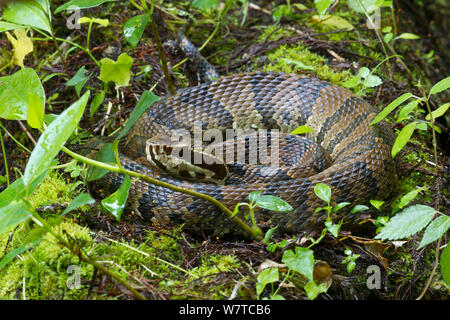 Floride cottonmouth serpent (Agkistrodon conanti piscivores) parmi la végétation, les marais de tire-bouchon, en Floride, USA, avril. Banque D'Images