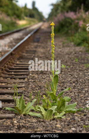 Grande molène (Verbascum thapsus) croissant aux côtés de ligne de chemin de fer, Cambridgeshire, Angleterre, Royaume-Uni, août. Banque D'Images