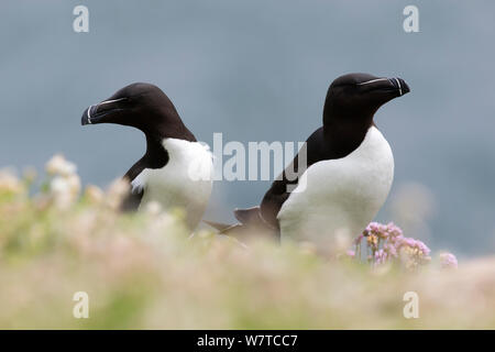 Petit pingouin (Alca torda) paire assis au bord d'une falaise. Great Saltee Îles Saltee, Co., Wexford, Irlande, juin. Banque D'Images