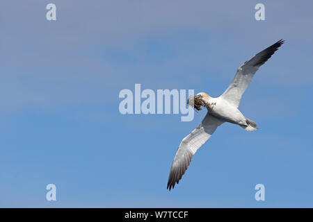 Fou de Bassan (Morus bassanus) en vol avec le matériel du nid. Great Saltee, Îles Saltee, comté de Wexford, en Irlande, en juin. Banque D'Images