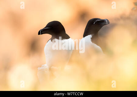 Petit pingouin (Alca torda) paire assis par soft focus la végétation. Great Saltee Îles Saltee, Co., Wexford, Irlande, juin. Banque D'Images