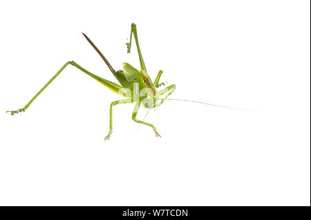 Grande Charte verte (Tettigonia viridissima) bushcricket Hirschthal, Rhénanie-Palatinat, Allemagne, juin. Projet d'Meetyourneighbors.net Banque D'Images