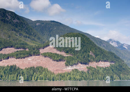 Coupe à blanc de la forêt de conifères. British Columbia, Canada, août 2013. Banque D'Images