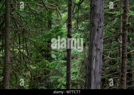 Forêt tropicale avec de vieux arbres de cèdre rouge (Thuja plicata). Le parc national Pacific Rim, l'île de Vancouver, Colombie-Britannique, Canada, août. Banque D'Images