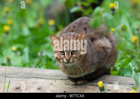 Rusty chat tacheté (Felis rubiginosus phillipsi), Sri Lanka. Banque D'Images