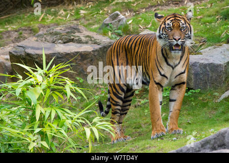 Femme Tigre de Sumatra (Panthera tigris sumatrae), Sumatra, Indonésie Banque D'Images