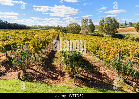 Vignes d'automne à Sittella Winery dans la Swan Valley wine region of Western Australia, Australie Banque D'Images