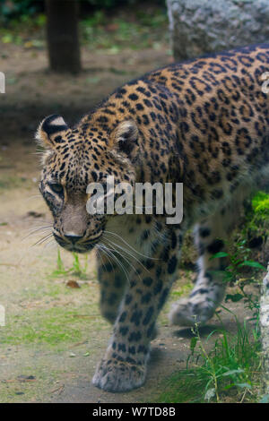 Persan femelle leopard (Panthera pardus saxicolor), le Caucase, le Turkménistan et l'Afghanistan. Banque D'Images