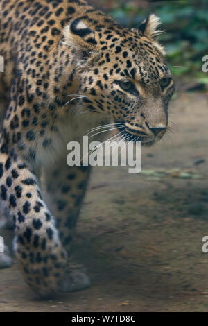 Persan femelle leopard (Panthera pardus saxicolor), le Caucase, le Turkménistan et l'Afghanistan. Banque D'Images