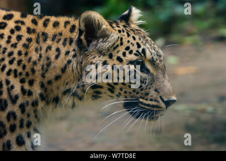 Persan femelle leopard (Panthera pardus saxicolor), le Caucase, le Turkménistan et l'Afghanistan. Banque D'Images