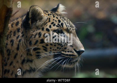 Persan femelle leopard (Panthera pardus saxicolor), le Caucase, le Turkménistan et l'Afghanistan. Banque D'Images