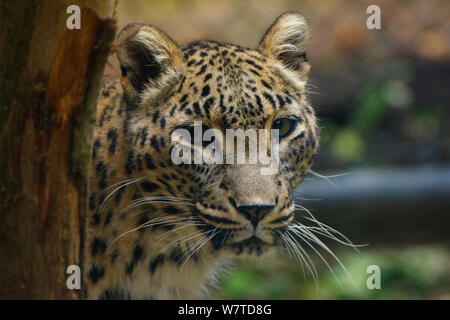 Persan femelle leopard (Panthera pardus saxicolor), le Caucase, le Turkménistan et l'Afghanistan. Banque D'Images