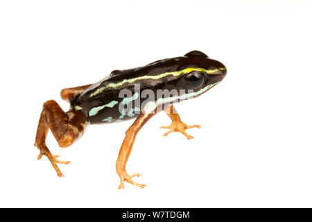 Poison dart frog (Andinobates claudiae) le sud de l'Isla Popa, au Panama. Meetyourneighbors.net projet, endémique. Banque D'Images