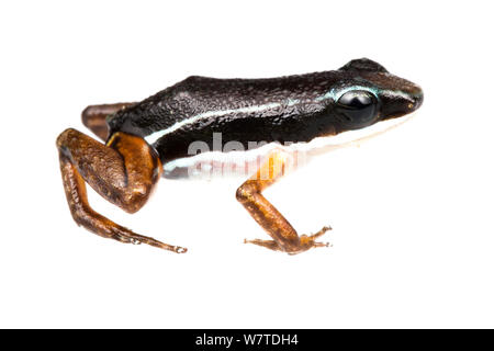 Fusée (Silverstoneia grenouille Rainforest flotator) le sud de l'Isla Popa, au Panama. Projet d'Meetyourneighbors.net Banque D'Images