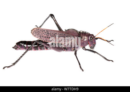 Lubber Grasshopper (Taeniopoda reticulata) l'Île de Colon, Panama. Projet d'Meetyourneighbors.net Banque D'Images