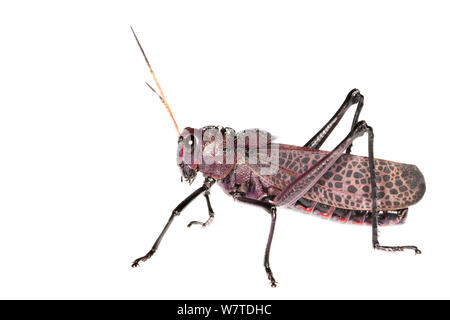 Lubber Grasshopper (Taeniopoda reticulata) l'Île de Colon, Panama. Projet d'Meetyourneighbors.net Banque D'Images